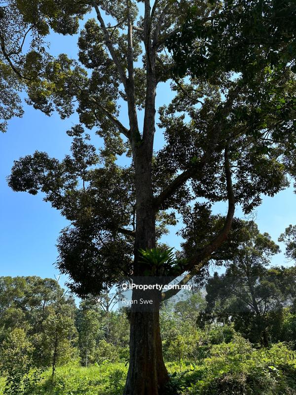 Agricultural Land for Sale in Karak, Pahang by Ryan Swe - iProperty.com.my