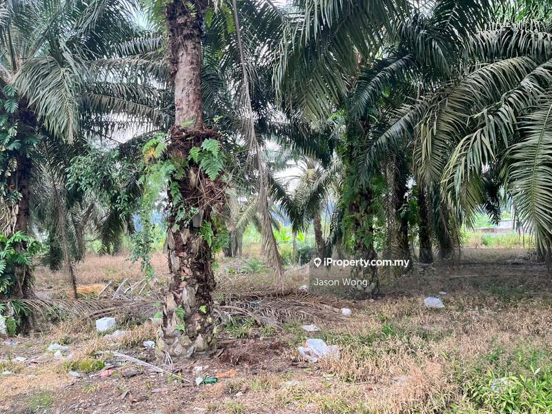 Tanah Pertanian untuk Dijual di Taman Murni, Kluang oleh Jason Wong - iProperty.com.my