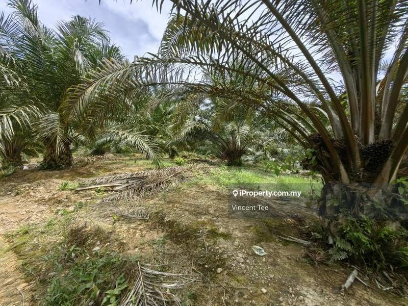 For Sale - 84 Acres Oil Palm Plantation Freehold Kuala Lipis