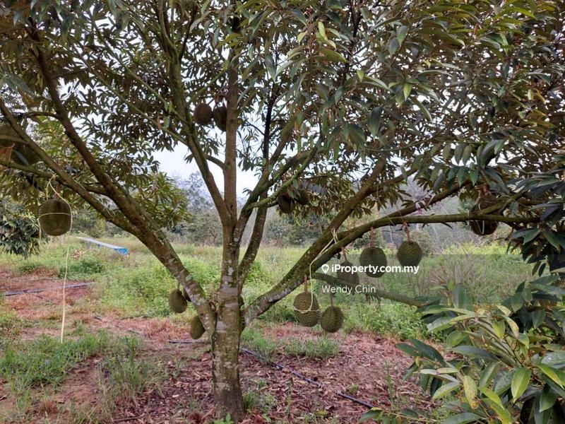 For Sale - Agriculture Land