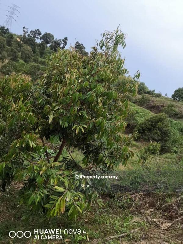 Tanah Pertanian untuk Dijual di Kampung Ulu Perting, Bentong oleh Li-Shun - iProperty.com.my