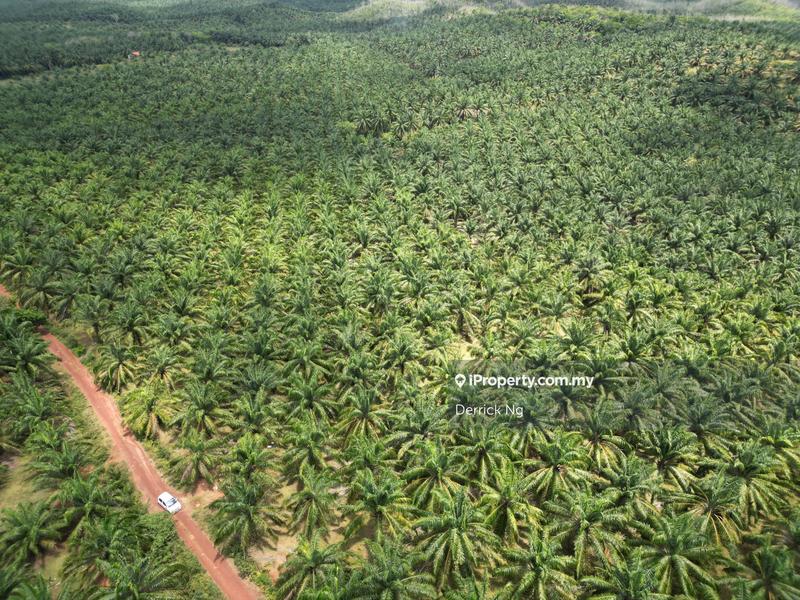 Agricultural Land for Sale in Bukit Selambau, Bukit Selambau by Derrick Ng - iProperty.com.my
