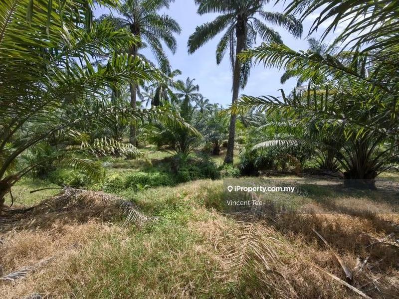 Agricultural Land for Sale in Kampung Baru Kemayan, Triang by Vincent Tee - iProperty.com.my