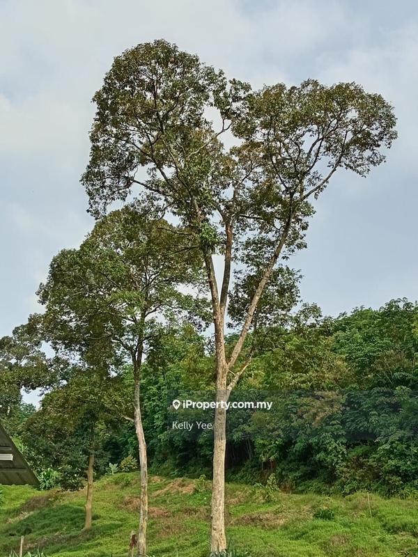 Tanah Pertanian untuk Dijual di Durian Orchard Farm @ Machang Bubok for Sale, Bukit Mertajam oleh Kelly Yee - iProperty.com.my