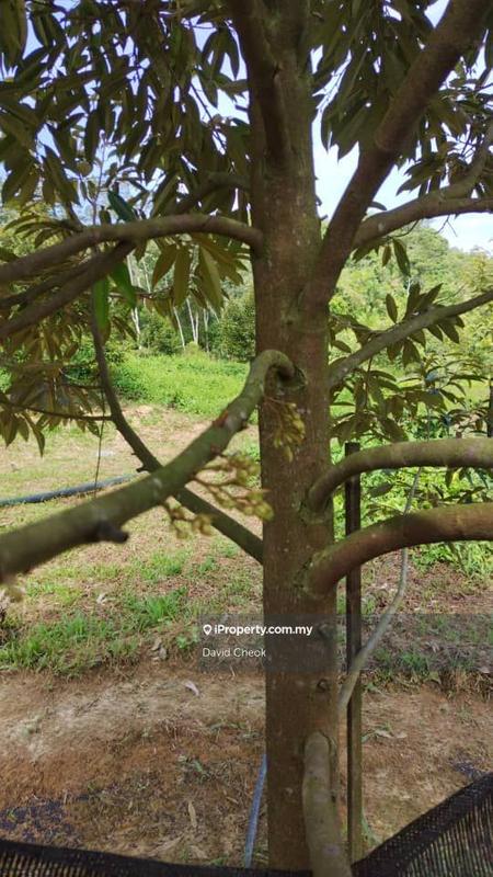 Agricultural Land for Sale in Near Kampung Semebok, Rembau by David Cheok - iProperty.com.my