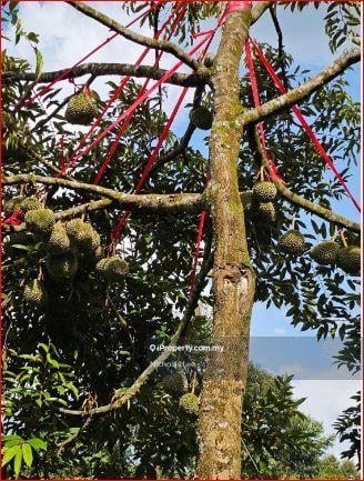 Agricultural Land for Sale in Kampung Sungai Makau, Hulu Langat by Nicholas Lee - iProperty.com.my