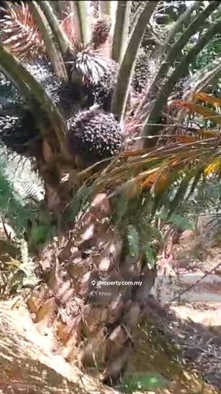 Tanah Pertanian untuk Dijual di Kelantan Gua Musang 18300 Ulu Nenggiri Bertam Blau, Ulu Nenggiri oleh CY Khoo - iProperty.com.my