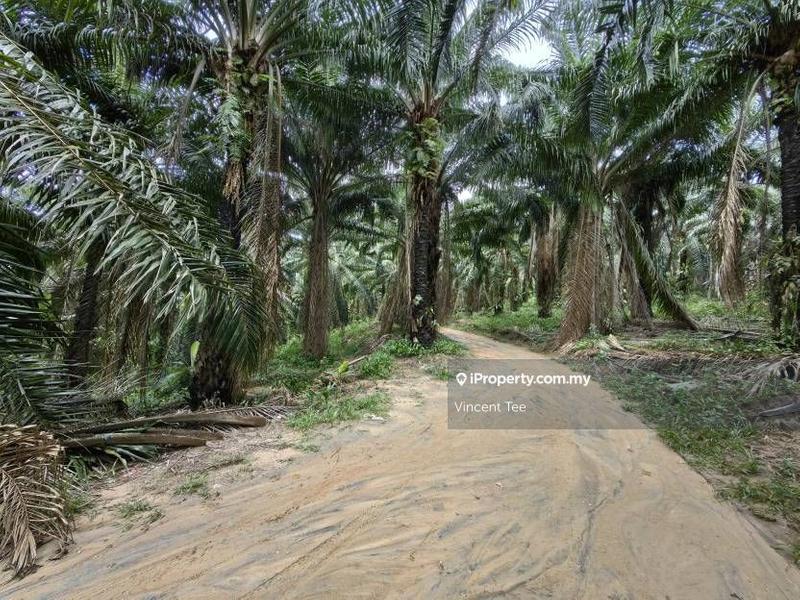 For Sale - 32 Acres Freehold Oil Palm Teriang Bera