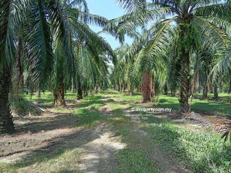 Agricultural Land for Sale in Changkat, Nibong Tebal by Kelly Yee - iProperty.com.my