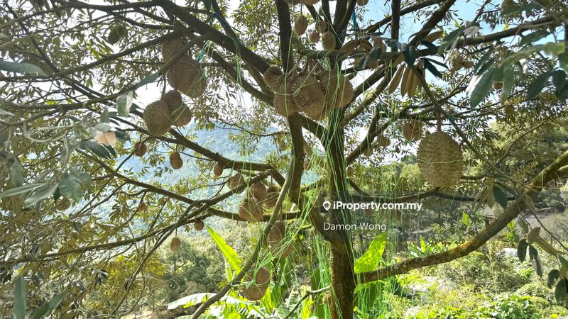 For Sale - 18.4 acres durian orchard in Sg Klau