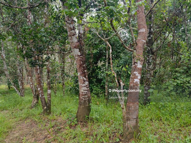 Tanah Pertanian untuk Dijual di Jalan Kota Bharu, Gua Musang, Kuala Krai, Kelantan, Gua Musang oleh Jason Wong - iProperty.com.my