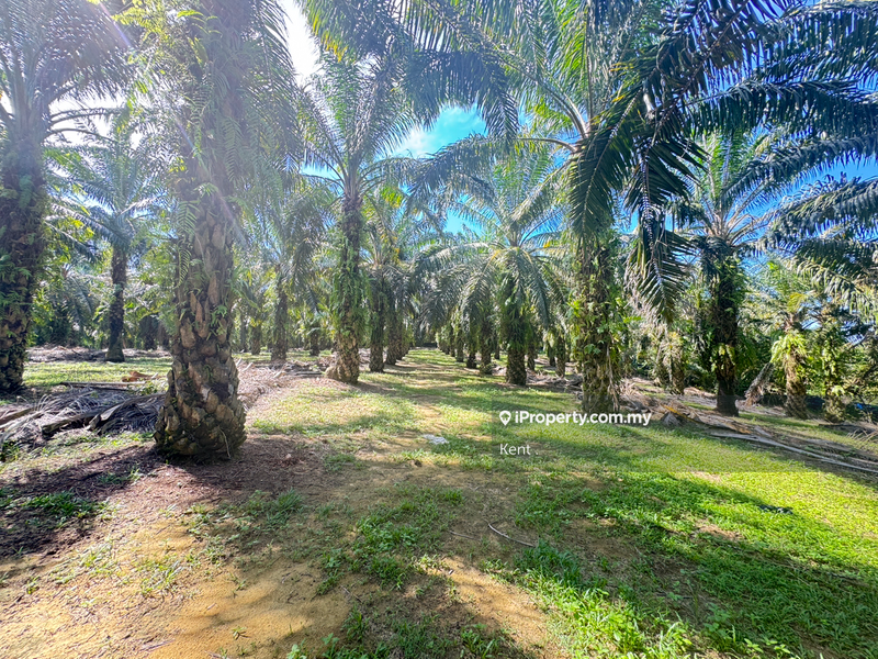 Agricultural Land for Sale in Siputeh, Belanja by Kent C - iProperty.com.my