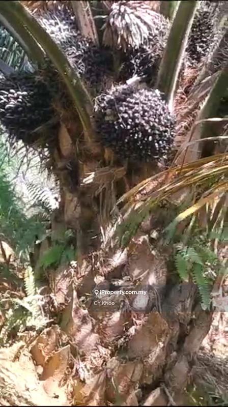 Tanah Pertanian untuk Dijual di Kelantan Gua Musang 18300 Ulu Nenggiri Bertam Blau, Ulu Nenggiri oleh CY Khoo - iProperty.com.my
