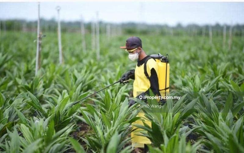 For Sale - Oil palm plantation