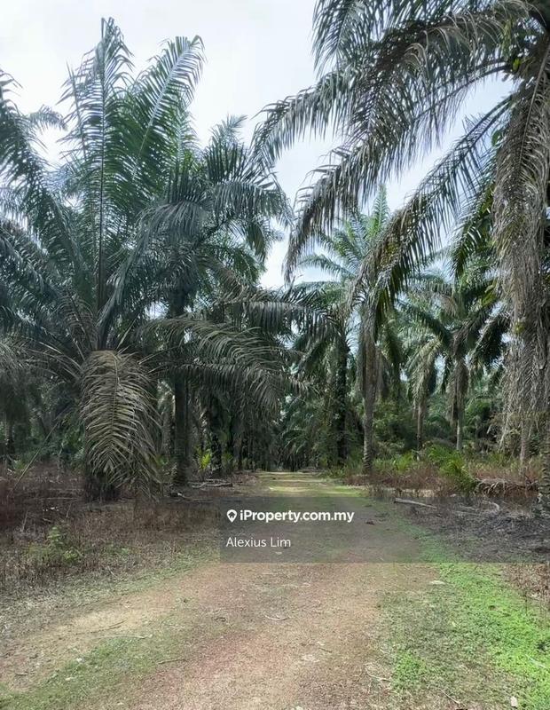 For Sale - 7.42 Acre Agriculture Land (Palm Oil)@ Simpang Renggam