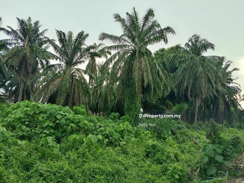 For Sale - Agriculture Land @ Nibong Tebal for Sale