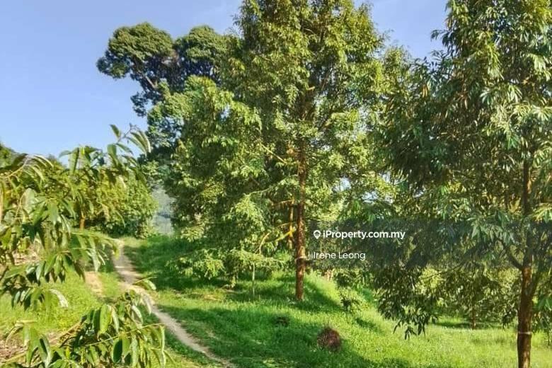Agricultural Land for Sale in Karak, Pahang by Irene Leong - Garden - iProperty.com.my