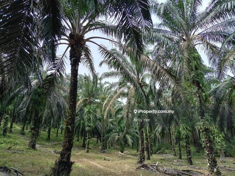 Tanah Pertanian untuk Dijual di Palm Oil Plantation @ Sg. Duri, Sungai Jawi - Sale, Sungai Jawi oleh Kelly Yee - iProperty.com.my