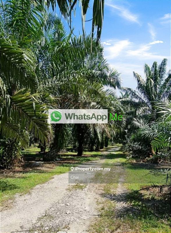 Industrial Land for Sale in x95qz, Ijok by Chai - iProperty.com.my