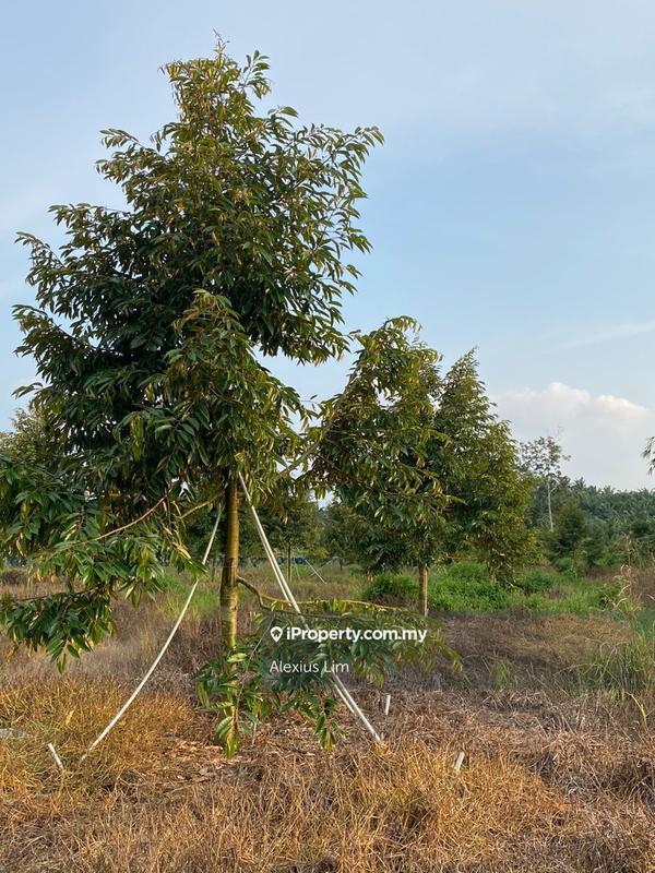 For Sale - 6.8 Acres Agriculture Land (Durian)@ Ayer Hitam