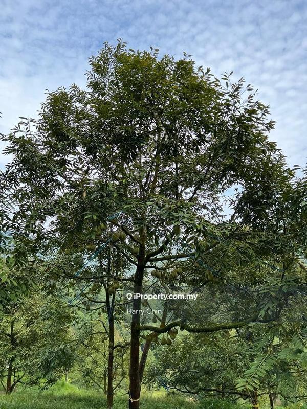 Agricultural Land for Sale in Bandar Tras, Raub by Harry Chin - iProperty.com.my