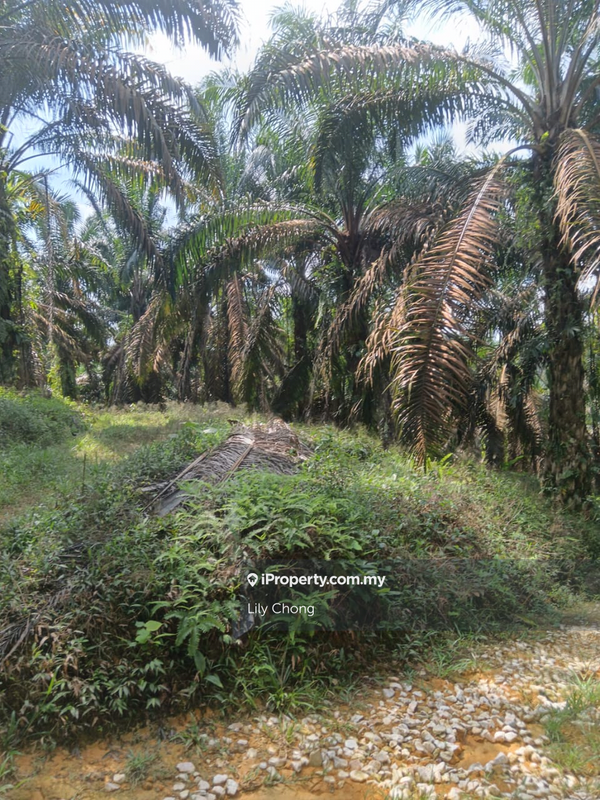 Agricultural Land for Sale in Bidor, Perak by Lily Chong - iProperty.com.my