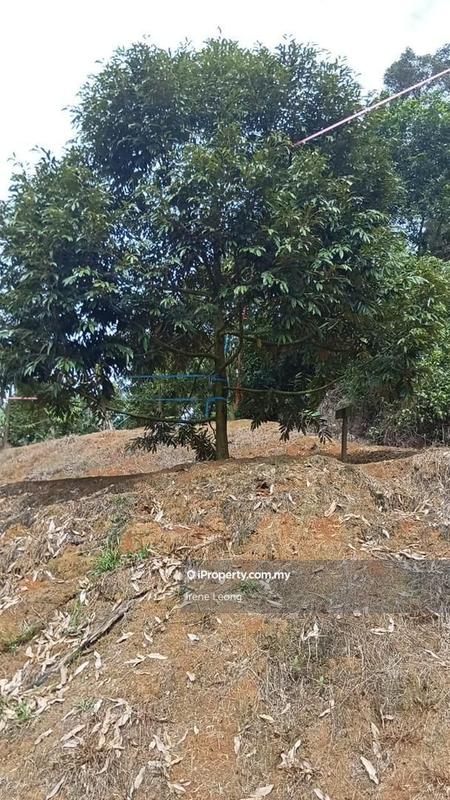 Agricultural Land for Sale in Titi, Negeri Sembilan by Irene Leong - iProperty.com.my