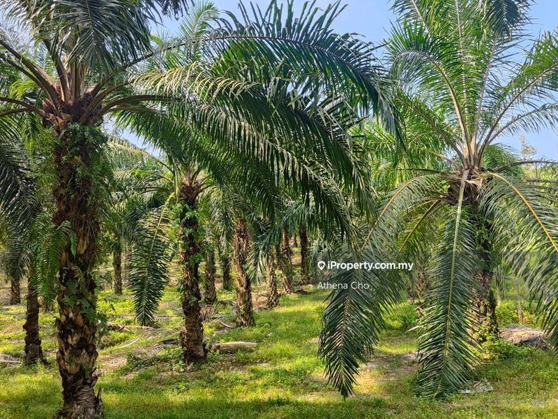 For Sale - Durian Lipus