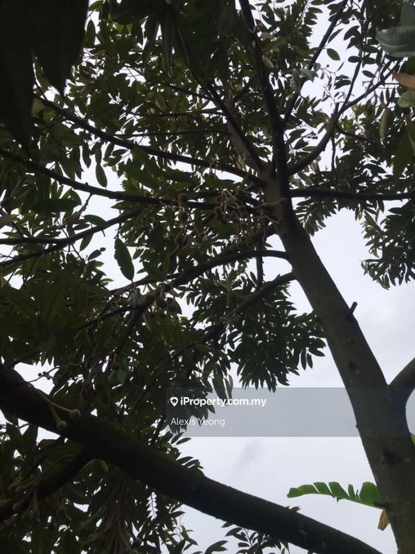 Agricultural Land for Sale in Sang Lee, Raub by Alexis Yeong - iProperty.com.my