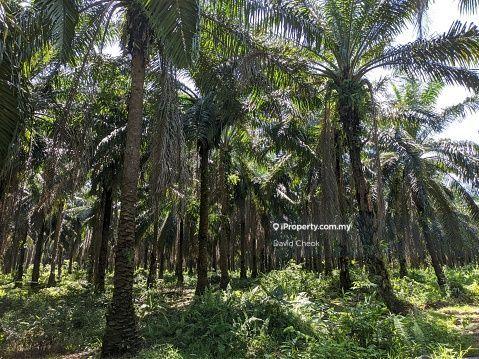 For Sale - Jimah//Port Dickson//Negeri Sembilan//Palm Oil trees