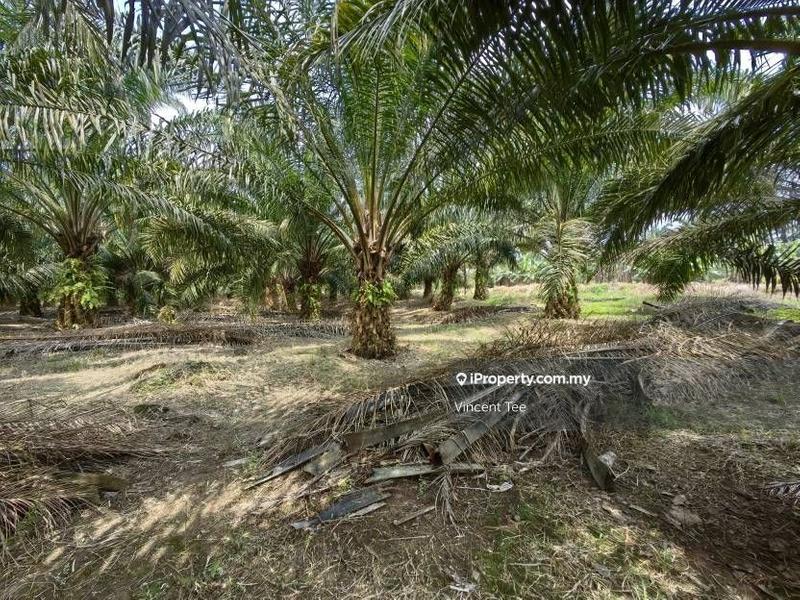 For Sale - 10 Acres Freehold Oil Palm Facing Main Road Tiram Buruk Tanjung Karang