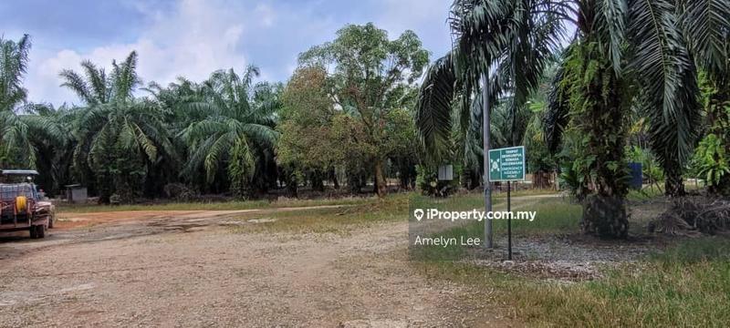 Agricultural Land for Sale in Batu Kurau, Perak by Amelyn Lee - iProperty.com.my