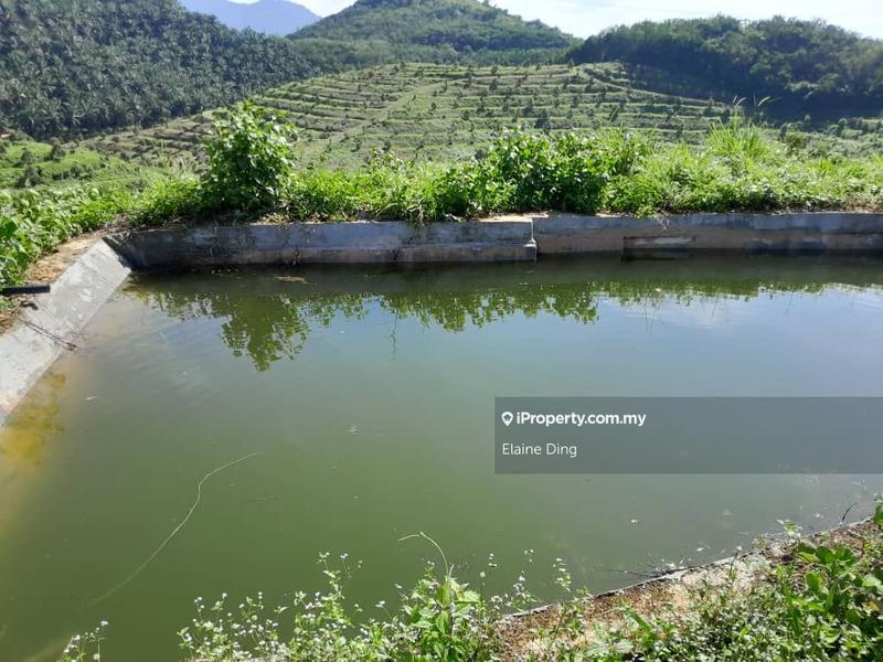 For Sale - Rembau 81 acres Freehold Durian Orchard