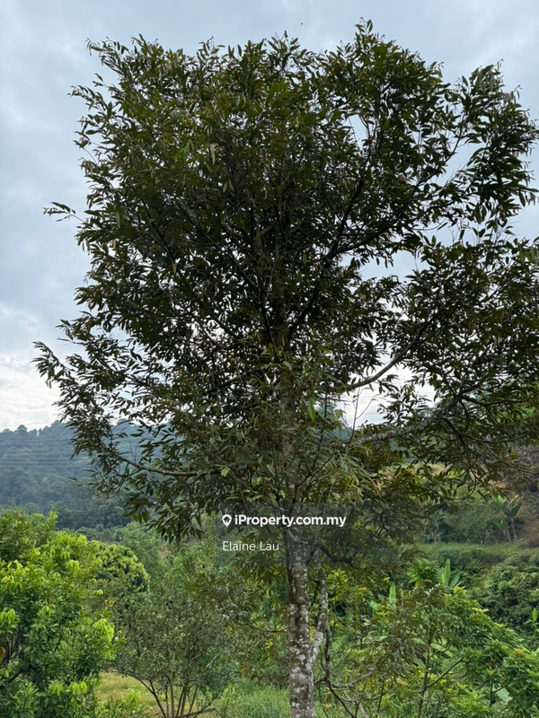 Agricultural Land for Sale in Kampung Sungai Tekali, Hulu Langat by Elaine Lau - iProperty.com.my
