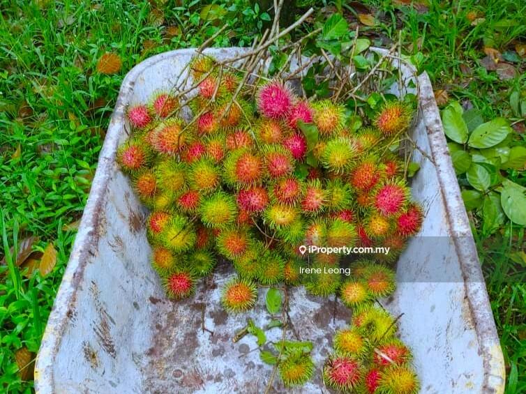 Agricultural Land for Sale in Karak, Pahang by Irene Leong - Garden - iProperty.com.my