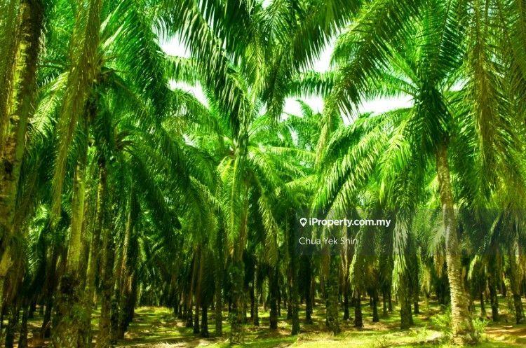 Agricultural Land for Sale in Taman Industri Sinaran, Kluang by Chua Yek Shin - iProperty.com.my
