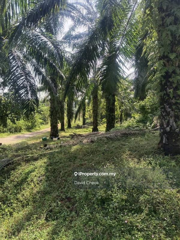 Tanah Pertanian untuk Dijual di Lukut, Port Dickson oleh David Cheok - iProperty.com.my