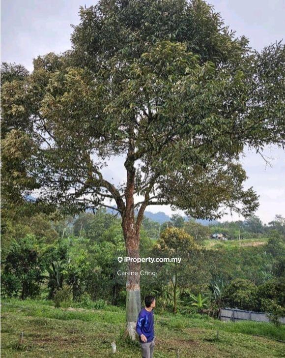 Agricultural Land for Sale in Hulu Langat, Selangor by Carene Chng - iProperty.com.my