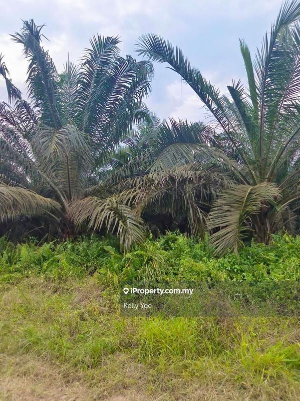 Agricultural Land for Sale in Paloh, Kluang by Kelly Yee - iProperty.com.my