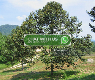 Agricultural Land for Sale in Sabai, Karak by Chai - iProperty.com.my