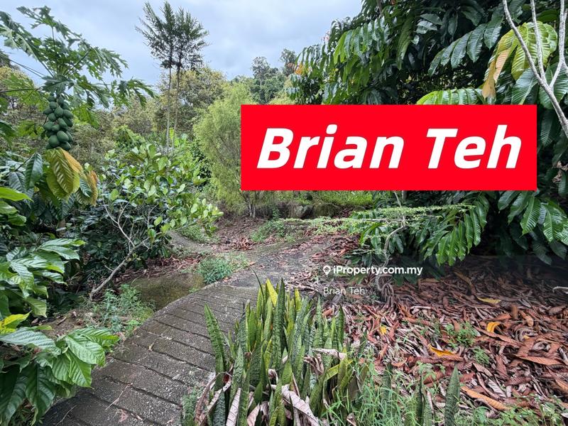 For Sale - Durian Farm Agricultural Land Sale at Balik Pulau 20 Acre Freehold With Road Access
