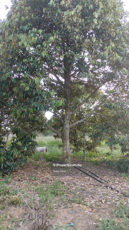 Tanah Pertanian untuk Dijual di Simpang Pertang , Negeri Sembilan, Simpang Pertang oleh Sean Liew - iProperty.com.my