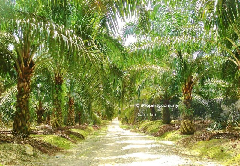 Tanah Pertanian untuk Dijual di Kuala Langat Agriculture Land, Banting oleh Ridian Tan - iProperty.com.my