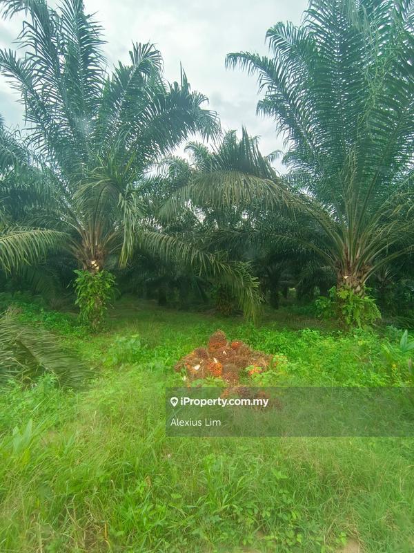 Agricultural Land for Sale in Mukim Paloh, Kluang by Alexius Lim - iProperty.com.my