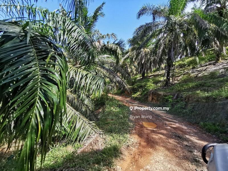 Agricultural Land for Sale in Penjom, Kuala Lipis Agriculture Land, Pahang, Raub by Bryan Wong - iProperty.com.my