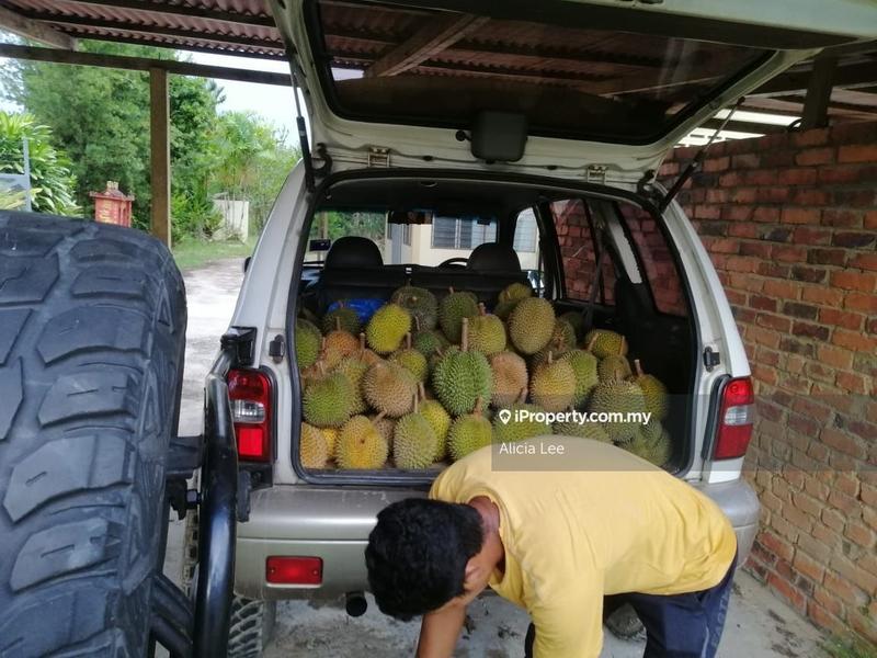 Agricultural Land for Sale in Bandar Lipis, Kuala Lipis by Alicia Lee - iProperty.com.my