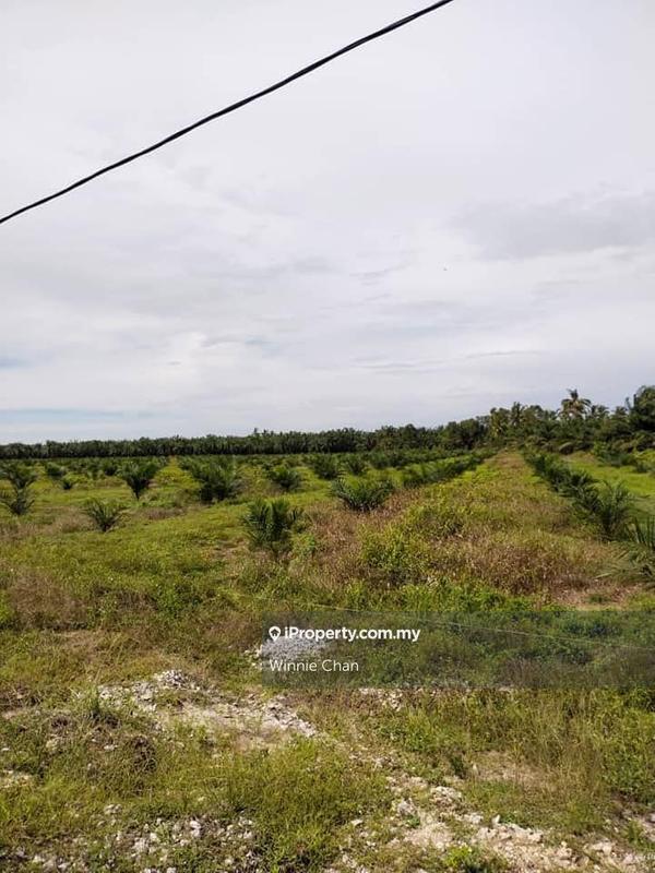 Tanah Pertanian untuk Dijual di Sitiawan Perak 942 Acres Freehold Palm Oil Estate, Sitiawan oleh Winnie Chan - iProperty.com.my