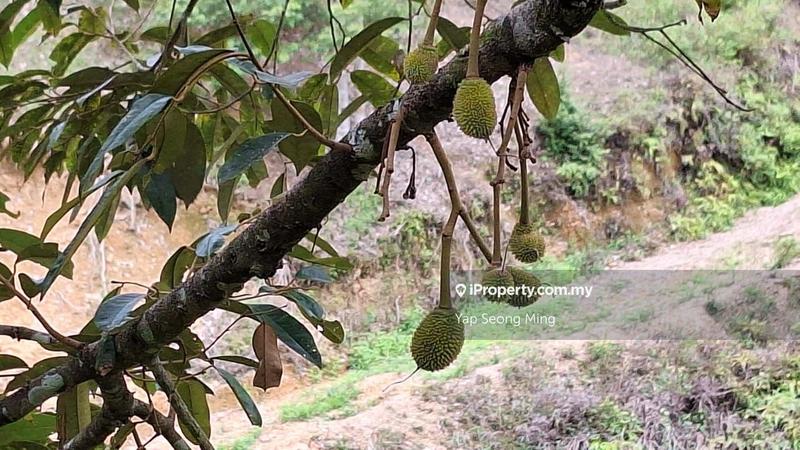 Tanah Pertanian untuk Dijual di Kenaboi, Kenaboi oleh Yap Seong Ming - iProperty.com.my