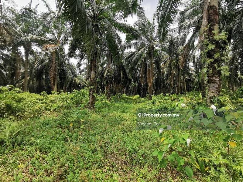 Tanah Pertanian untuk Dijual di Bukit Changgang, Banting oleh Vincent Tee - iProperty.com.my