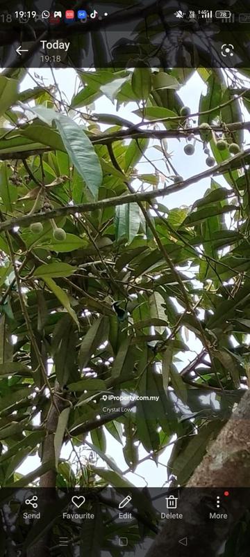Tanah Pertanian untuk Dijual di Sega, Raub oleh Crystal Low - iProperty.com.my